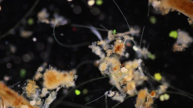 Methods of study of Protozoa, Algae and bacteria under the microscope in the biology laboratory.