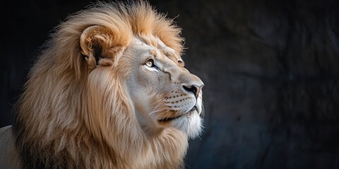 Fototapeta premium A striking portrait of a regal lion with a stunning white mane captures the essence of majesty and power. This majestic lion showcases its impressive features beautifully.