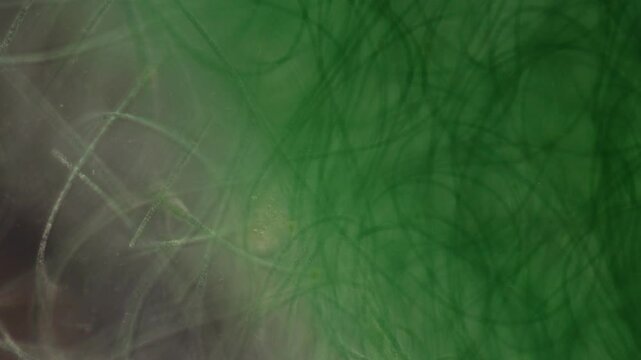 Methods of study of Protozoa, Algae and bacteria under the microscope in the biology laboratory.