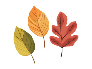 Fototapeta premium Autumn leaf collection in watercolor style isolated on transparent or white background, png
