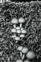 Macro  - Forest - Europe, Romania, Suceava region