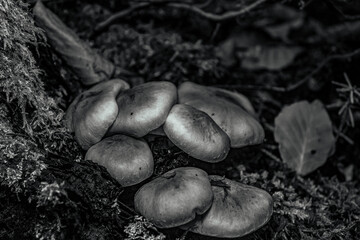 Macro  - Forest - Europe, Romania, Suceava region