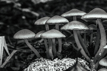 Macro  - Forest - Europe, Romania, Suceava region