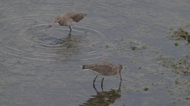 Black-tailed godwit, Limosa limosa fishing  crabs