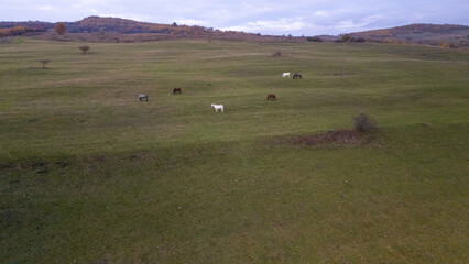 horses grazing