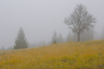 Obraz premium misty morning in the forest