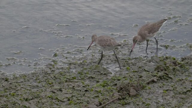 Black-tailed godwit, Limosa limosa fishing  crabs
