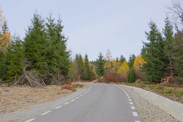 road in the forest