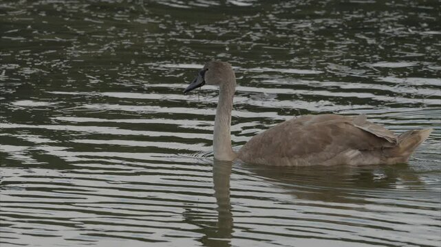 Young mute swan, Cygnus olor at Victoria and Joyel marshes