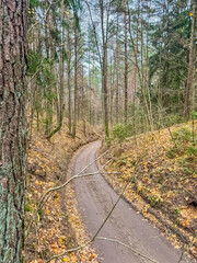 Autumn forest scenery with road of fall leaves the gold foliage. High quality photo