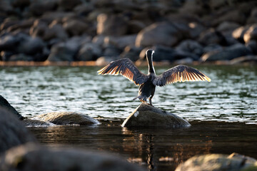 Cormorant bird with wings spread