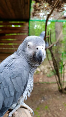 Obraz premium grey parrot in a zoo