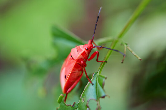 Close-up view of Kapok Bug insect on leaf