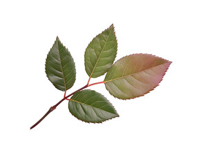 Fototapeta premium A rose leaf twig with three leaves isolated against a flat background.