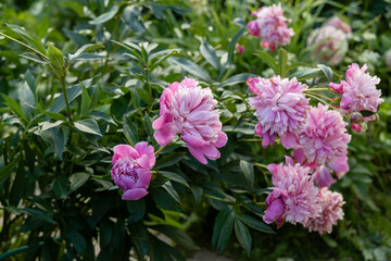 Beautiful Japanese-shaped peony flowers with pink petals and delicate yellowish stamens