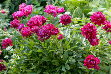 Beautiful pink peonies blossoming in the garden on summer evening. Beauty in nature.