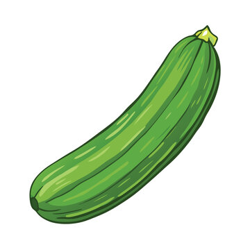 green zucchini vegetable isolated white clip art preview