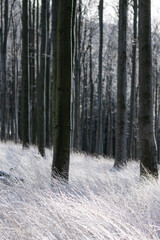 Winter beech forest with tree trunks in Beskydy Mountain in Czech Republic
