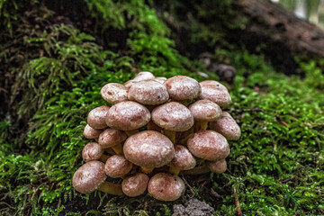 Macro  - Forest - Europe, Romania, Suceava region