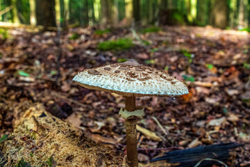 Macro  - Forest - Europe, Romania, Suceava region