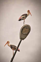 A tall stork with long legs and a bright orange beak stands on a rusted pole in Kuala Lumpur. Its pink and black feathers catch the light against a pastel sky, creating a calm and charming scene.
