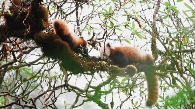 A Cub of a Red Panda with her mother on a Rhododendron tree on a foggy day