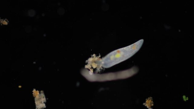 Methods of study of Protozoa, Algae and bacteria under the microscope in the biology laboratory.