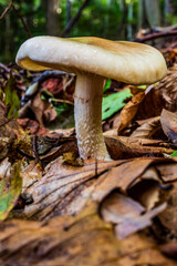 Macro  - Forest - Europe, Romania, Suceava region