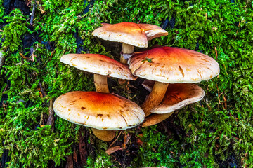 Macro  - Forest - Europe, Romania, Suceava region