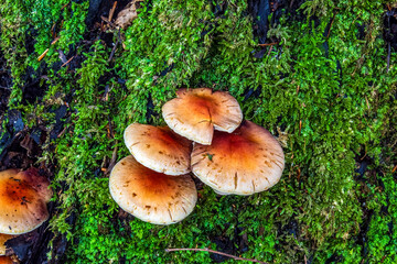 Macro  - Forest - Europe, Romania, Suceava region