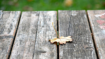 A lone maple leaf rests on a weathered wooden table, symbolizing autumn and the passage of time
