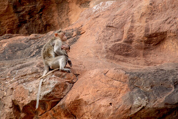Mother care Bonner macaque with baby monkey at Badami hills
