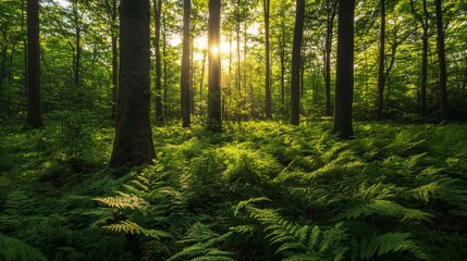 Obraz premium Sunbeams Filtering Through a Lush Forest Floor