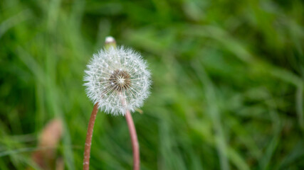 Close-up of a dandelion seed head in a green meadow, symbolizing wishes and the fleeting nature of summer