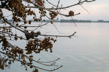 A serene autumn lake landscape with bare branches foregrounding tranquil waters, symbolizing peace and reflection