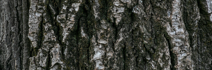Close-up of rugged tree bark texture, symbolizing nature's resilience and Earth Day environmental conservation themes