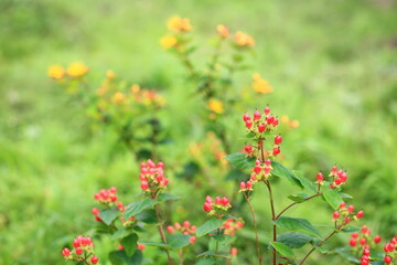 Red Temptation