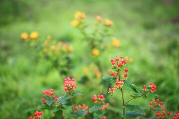 Red Temptation