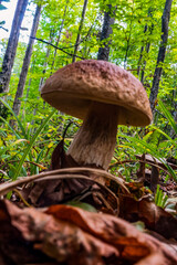 Macro  - Forest - Europe, Romania, Suceava region