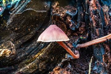 Fototapeta premium Macro - Forest - Europe, Romania, Suceava region