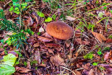 Macro  - Forest - Europe, Romania, Suceava region