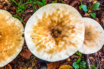 Macro  - Forest - Europe, Romania, Suceava region