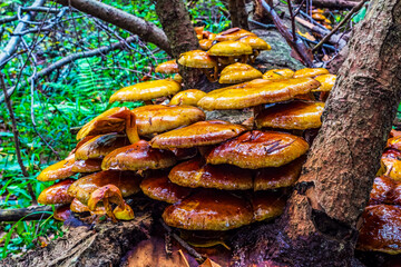 Macro  - Forest - Europe, Romania, Suceava region