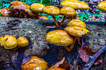 Macro  - Forest - Europe, Romania, Suceava region