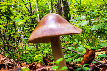 Macro  - Forest - Europe, Romania, Suceava region