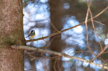 The tiny bird The coal tit (Periparus ater) sitting in the branches of the mountain forest in the Beskydy mountains in the Czech Republic.