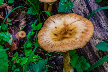 Macro  - Forest - Europe, Romania, Suceava region