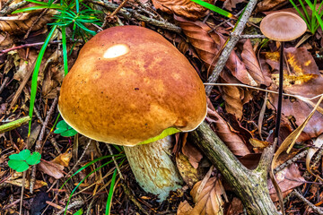 Macro  - Forest - Europe, Romania, Suceava region