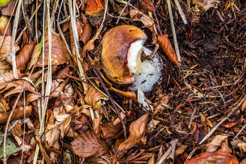 Macro  - Forest - Europe, Romania, Suceava region