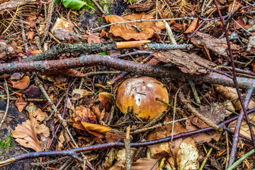 Macro  - Forest - Europe, Romania, Suceava region